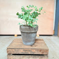 Indlæs billede i gallerivisning, Eucalyptus i valgfri krukke – komplet tilplantet (300 kr.) TILBUD
