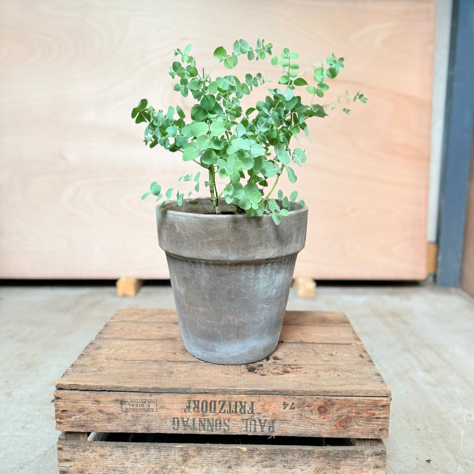 Eucalyptus i valgfri krukke – komplet tilplantet (300 kr.) TILBUD
