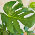 Indlæs billede i gallerivisning, Monstera + cementkrukke – kun 500 kr. (spar 474 kr.)
