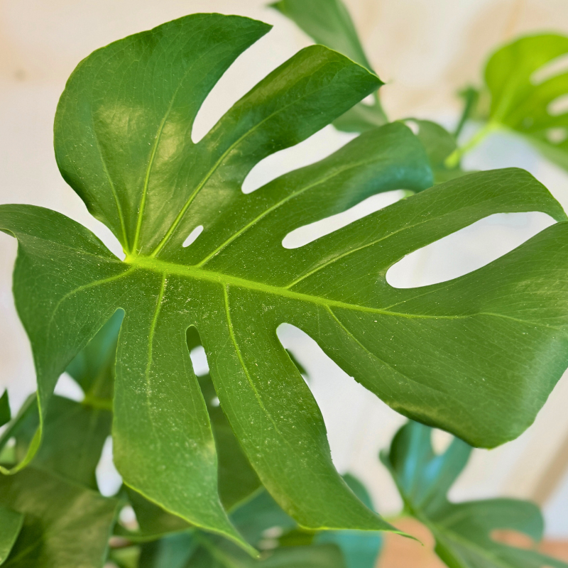 Monstera + cementkrukke – kun 500 kr. (spar 474 kr.)