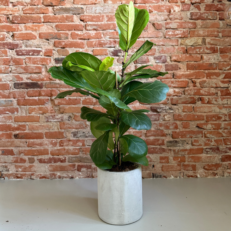 Ficus Lyrata – Second Hand Violinfigen i Cementkrukke