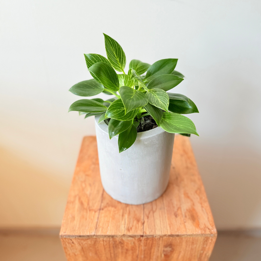 Tradescantia
