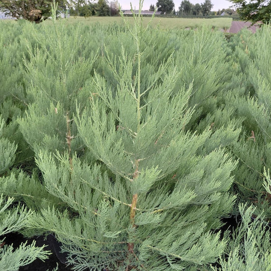 Mamutgran (Sequoiadendron giganteum) – 150 cm høj (20 liters potte)