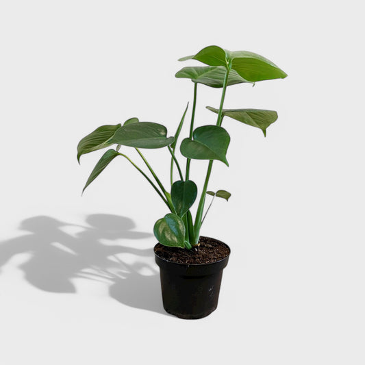 Monstera Deliciosa plante i en Ø12-13 cm potte, med fligede grønne blade og en højde på ca. 40-50 cm, ideel til indretning.