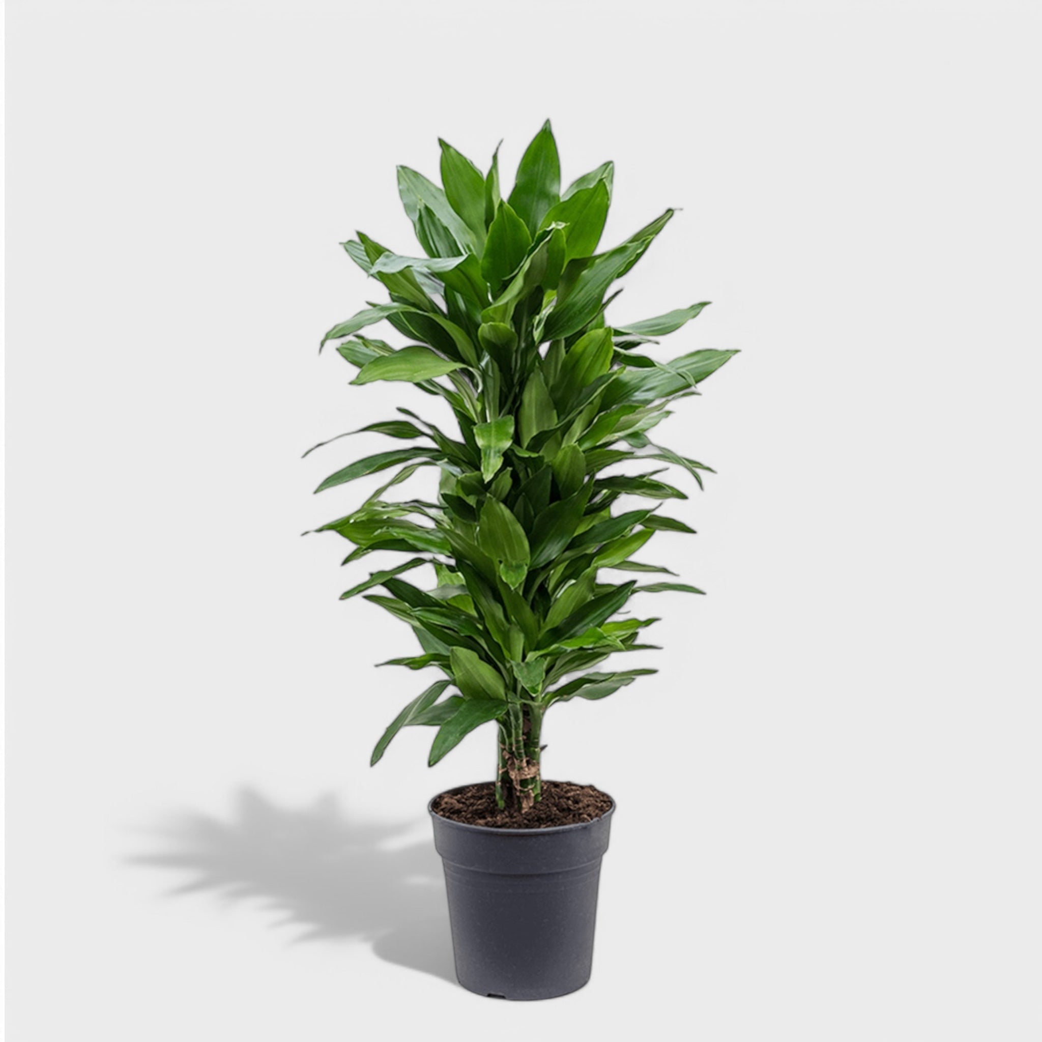 Dracaena Janet Lind multi ø24/110-120 cm