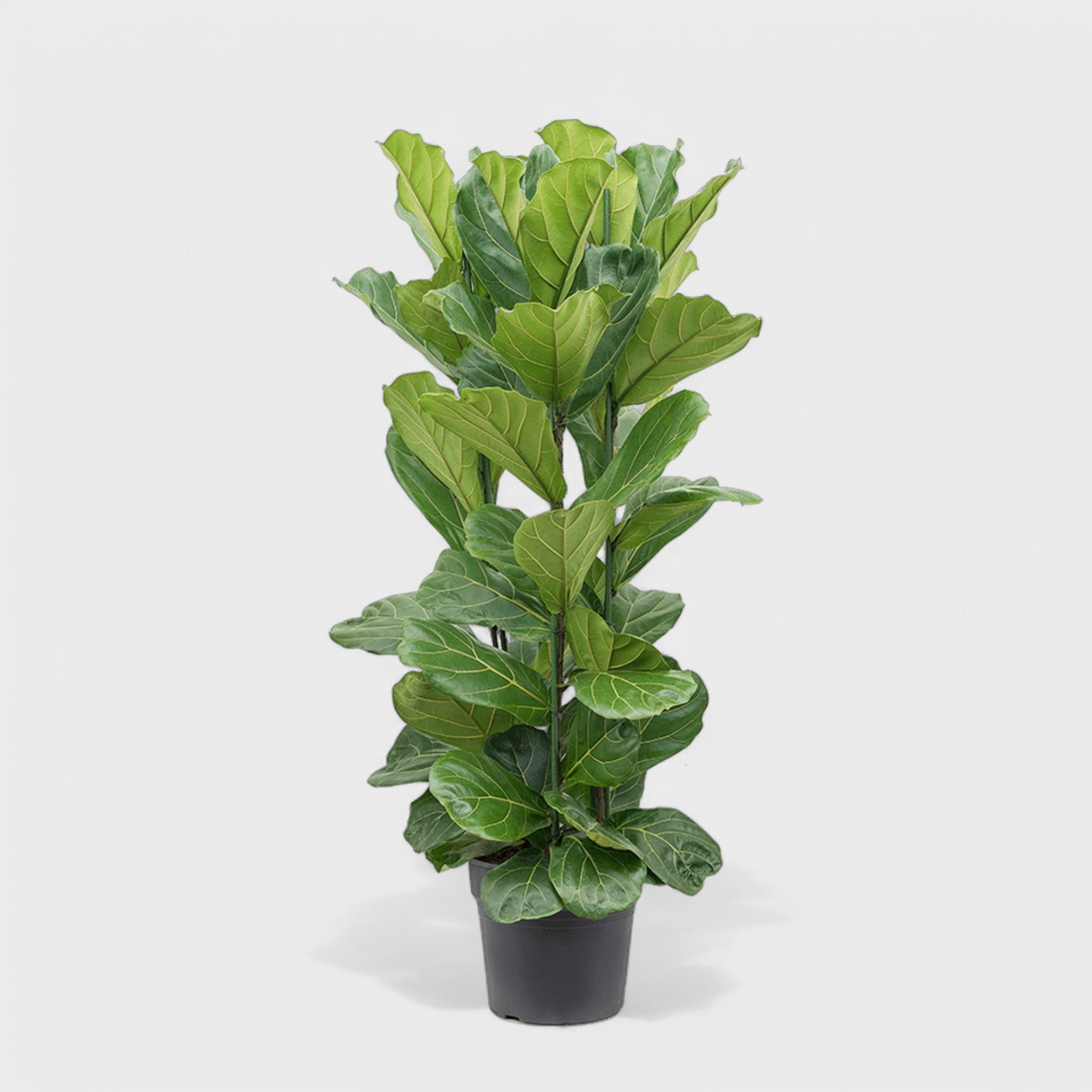 Ficus Lyrata 1pp i potte Ø17-19 cm, 80-100 cm høj, med store violinformede blade, luftrensende og dekorativ plante til moderne indretning.