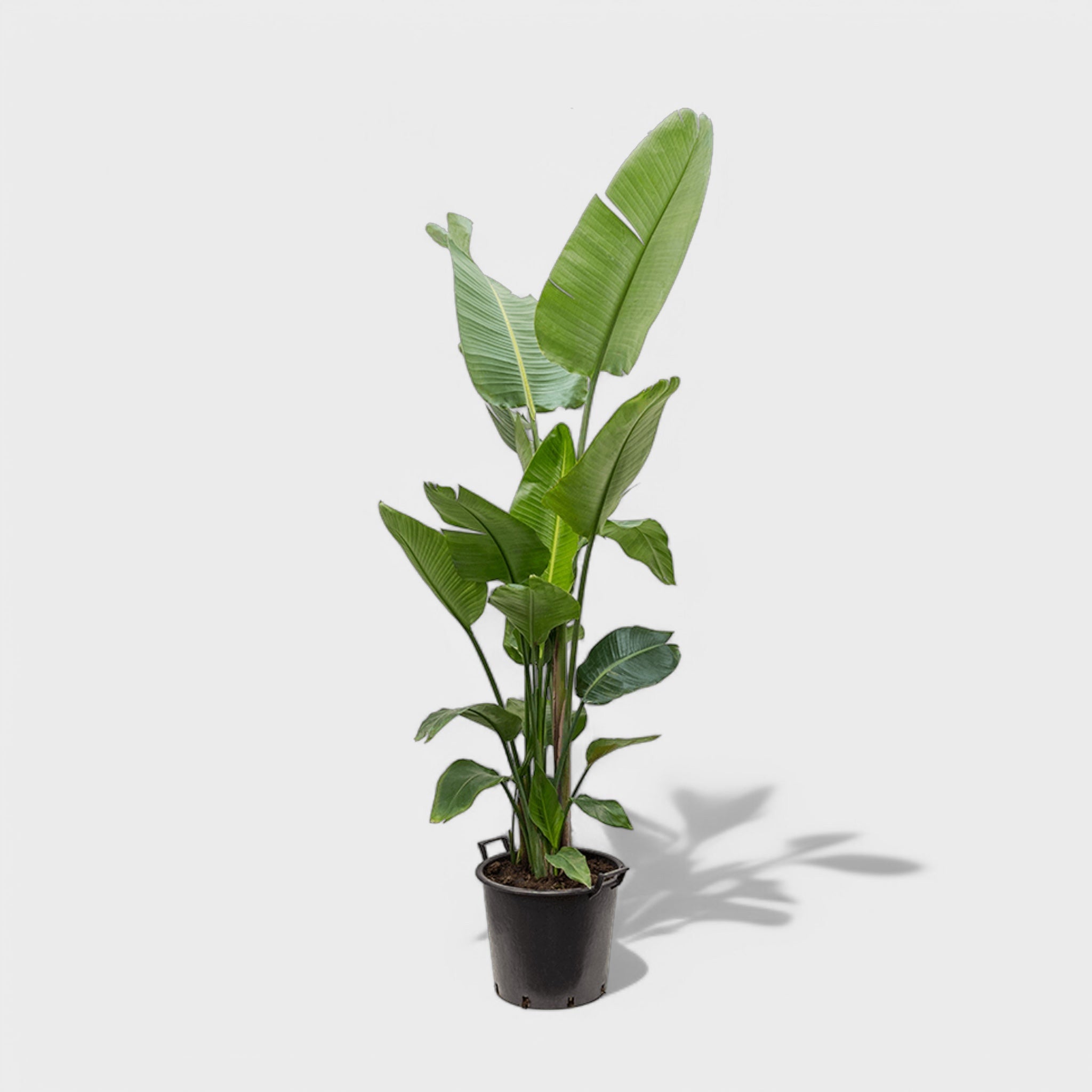 Strelitzia Nicolai i Ø26 cm potte, 115-130 cm høj, med store, mørkegrønne blade, der skaber en tropisk atmosfære i hjemmet.