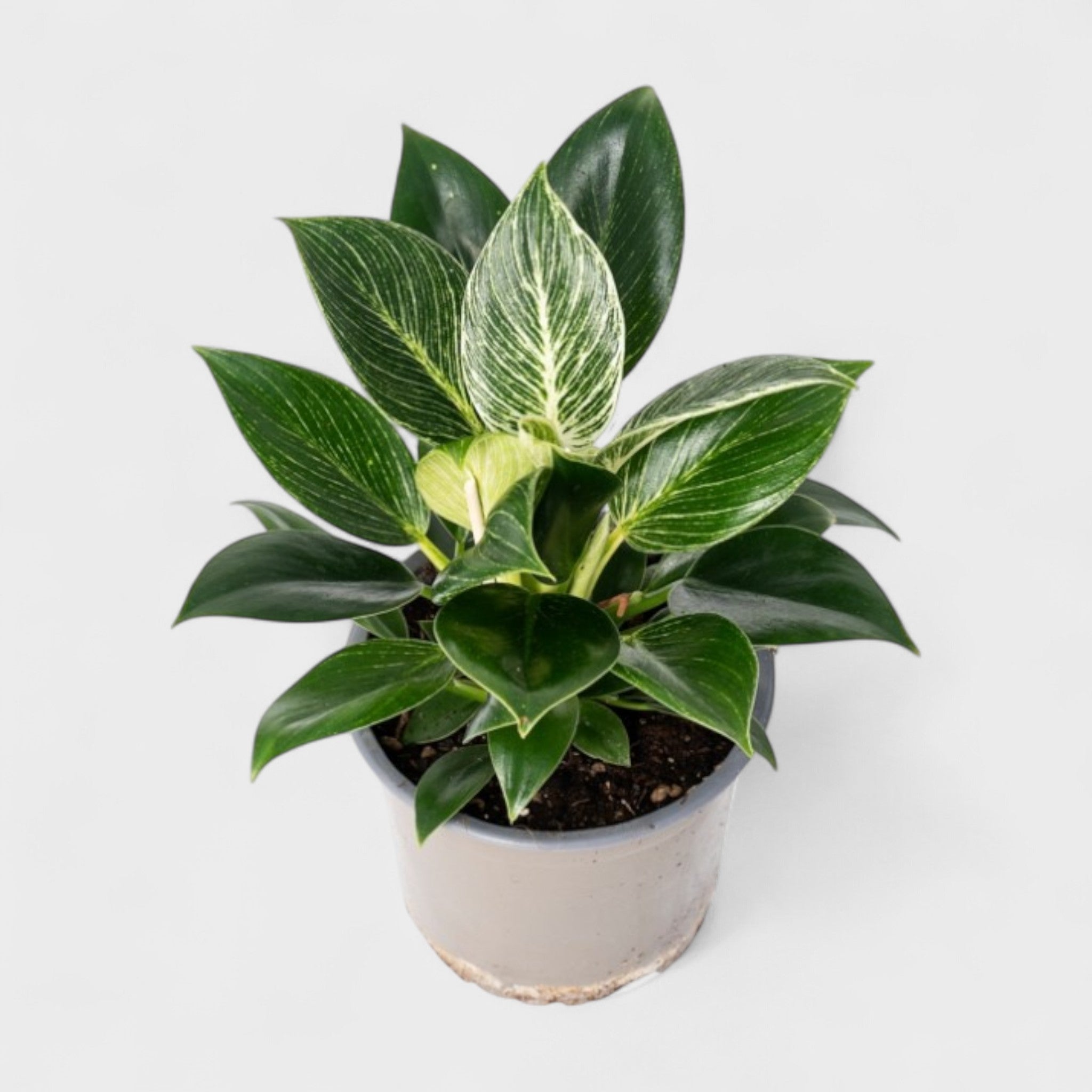 Køb Philodendron White Ø12-13 cm