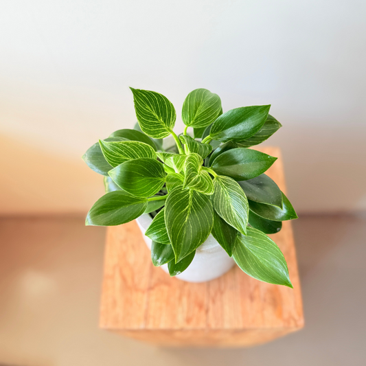 Tradescantia