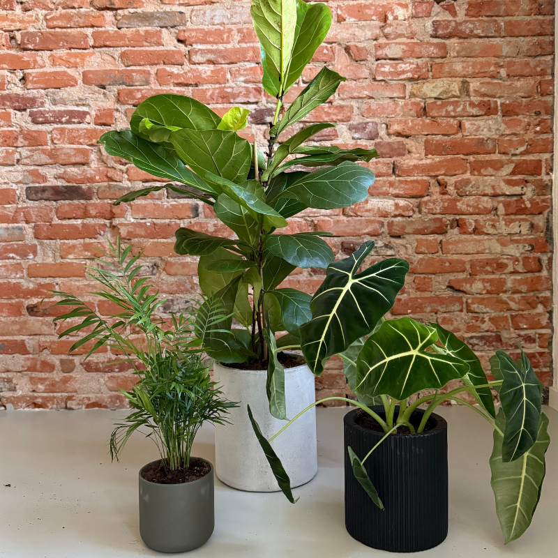 Plantepakke med 3 Second Hand Planter – Grøn stil med karakter