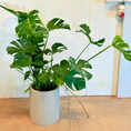 Indlæs billede i gallerivisning, Monstera + cementkrukke – kun 500 kr. (spar 474 kr.)
