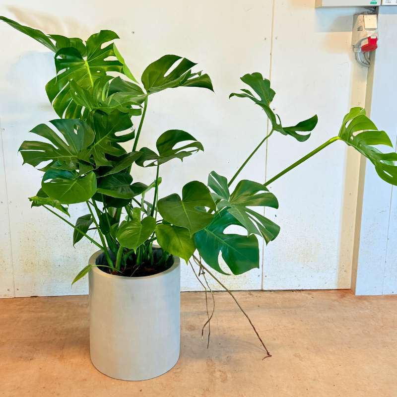 Monstera + cementkrukke – kun 500 kr. (spar 474 kr.)