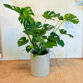 Indlæs billede i gallerivisning, Monstera + cementkrukke – kun 500 kr. (spar 474 kr.)
