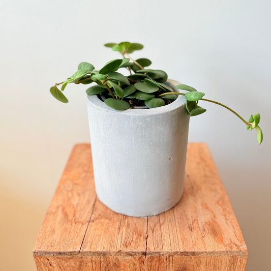 Peperomia Rotundifolia - Hope