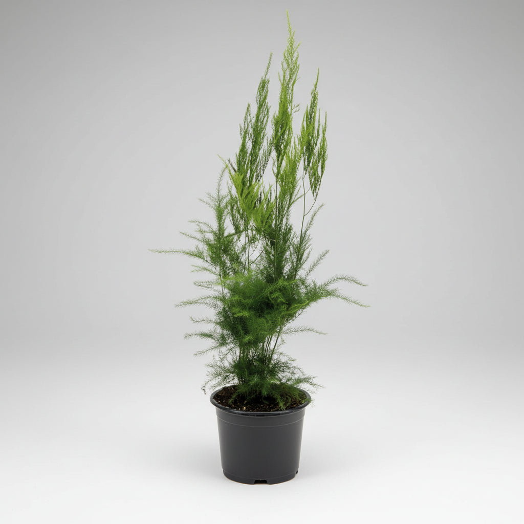 Aspargesplante (Asparagus setaceus 'Pyramidalis') i plastpotte – 25 cm høj, Ø12 cm