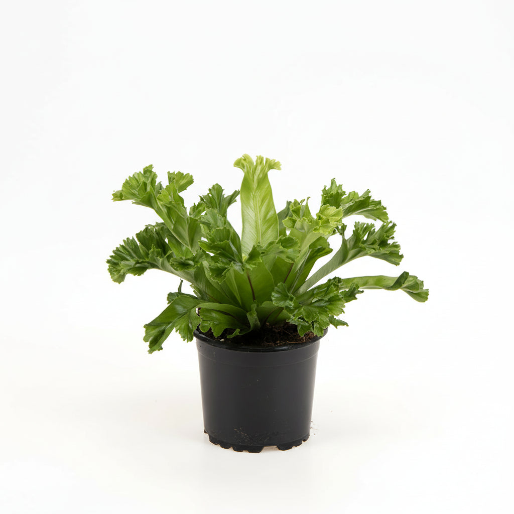 Asplenium antiquum ‘Leslie’ i plastpotte – 35 cm høj, Ø10