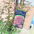 Indlæs billede i gallerivisning, Japansk Ahorn (Acer palmatum ‘Shaina’) – 130 cm høj

