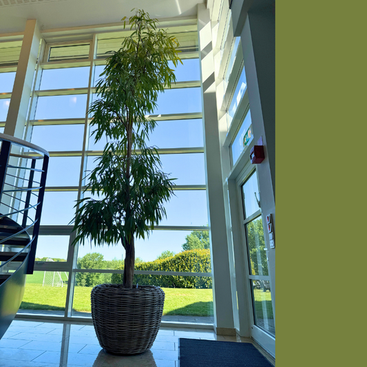 Ficus 'Amstel King' i fletkrukke – Imponerende Second Hand Plante til store rum