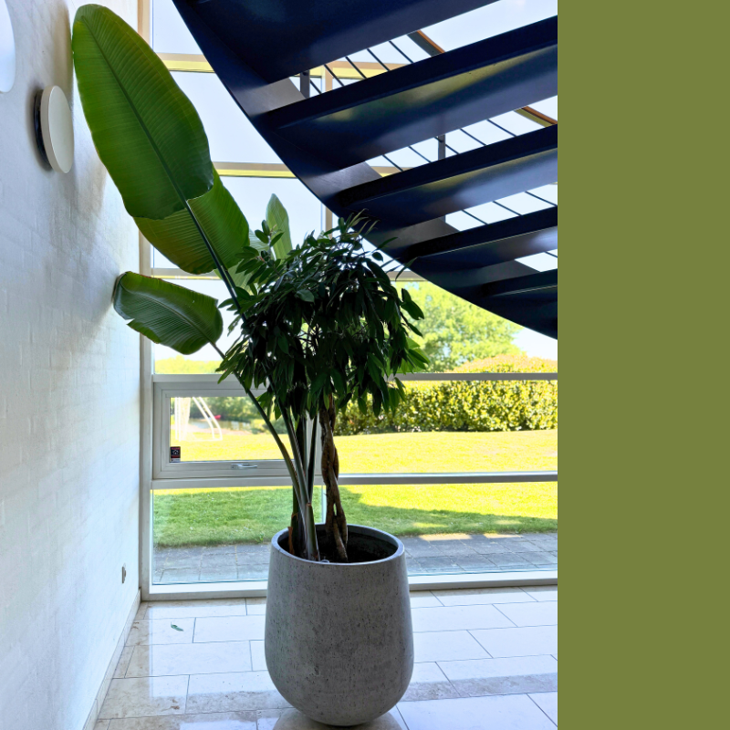 Planteopsats med Lykketræ og PARADISFUGLPLANTE i cementkrukke – ca 200 cm.