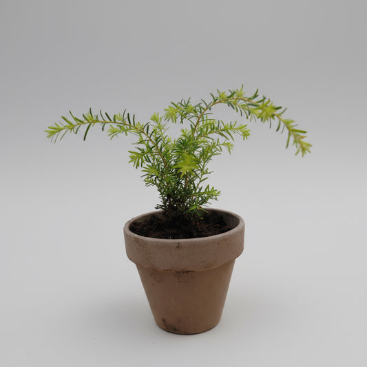 Canadisk hemlockgran (Tsuga canadensis) – i Ø11 cm lerpotte