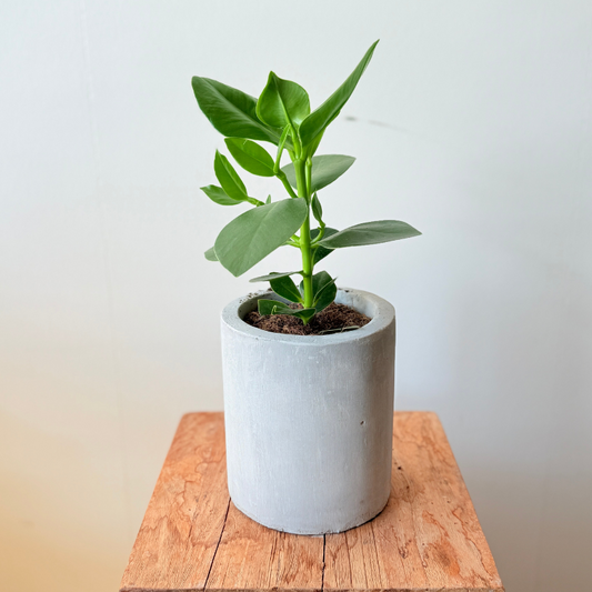 Philodendron