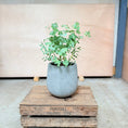Indlæs billede i gallerivisning, Eucalyptus i valgfri krukke – komplet tilplantet (300 kr.) TILBUD

