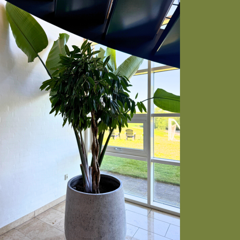 Planteopsats med Lykketræ og PARADISFUGLPLANTE i cementkrukke – ca 200 cm.