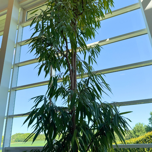 Ficus 'Amstel King' i fletkrukke – Imponerende Second Hand Plante til store rum