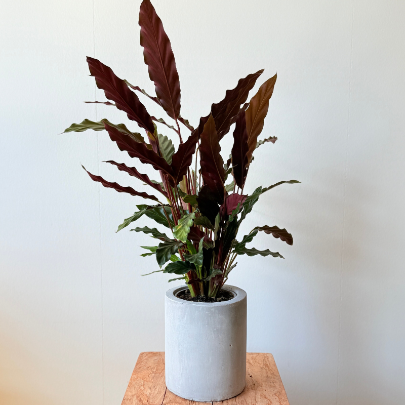 Calathea Rufibarba - Fløjls-Calathea