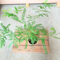 Indlæs billede i gallerivisning, Albizia julibrissin (Silketræ) – 60 cm høj

