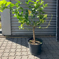 Indlæs billede i gallerivisning, Citrontræ (Citrus Limon) – 95 cm højt  1 stk
