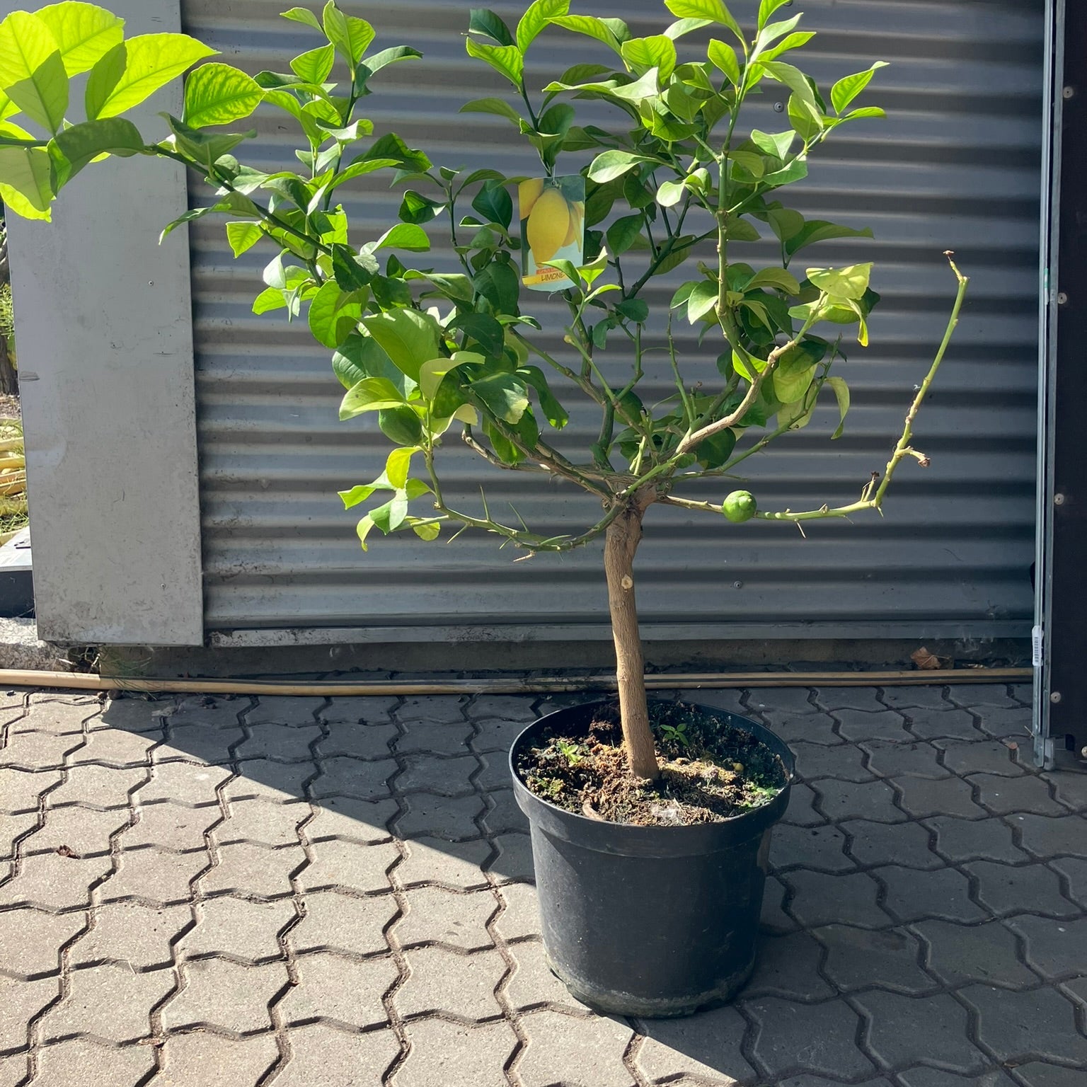Citrontræ (Citrus Limon) – 95 cm højt  1 stk
