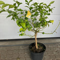Indlæs billede i gallerivisning, Citrontræ (Citrus Limon) – 95 cm højt  1 stk
