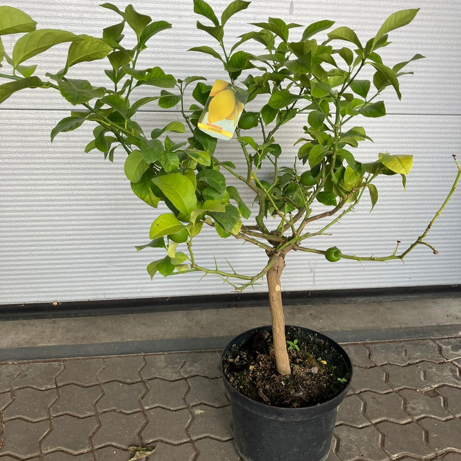 Citrontræ (Citrus Limon) – 95 cm højt  1 stk