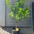 Indlæs billede i gallerivisning, Citrontræ (Citrus Limon) – 120 cm højt - 1 stk tilbage
