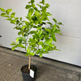 Indlæs billede i gallerivisning, Citrontræ (Citrus Limon) – 120 cm højt - 1 stk tilbage
