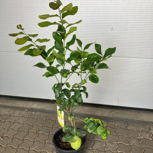 Citrontræ (Citrus Limon) – 120 cm højt med frugter - 1 stk. tilbage