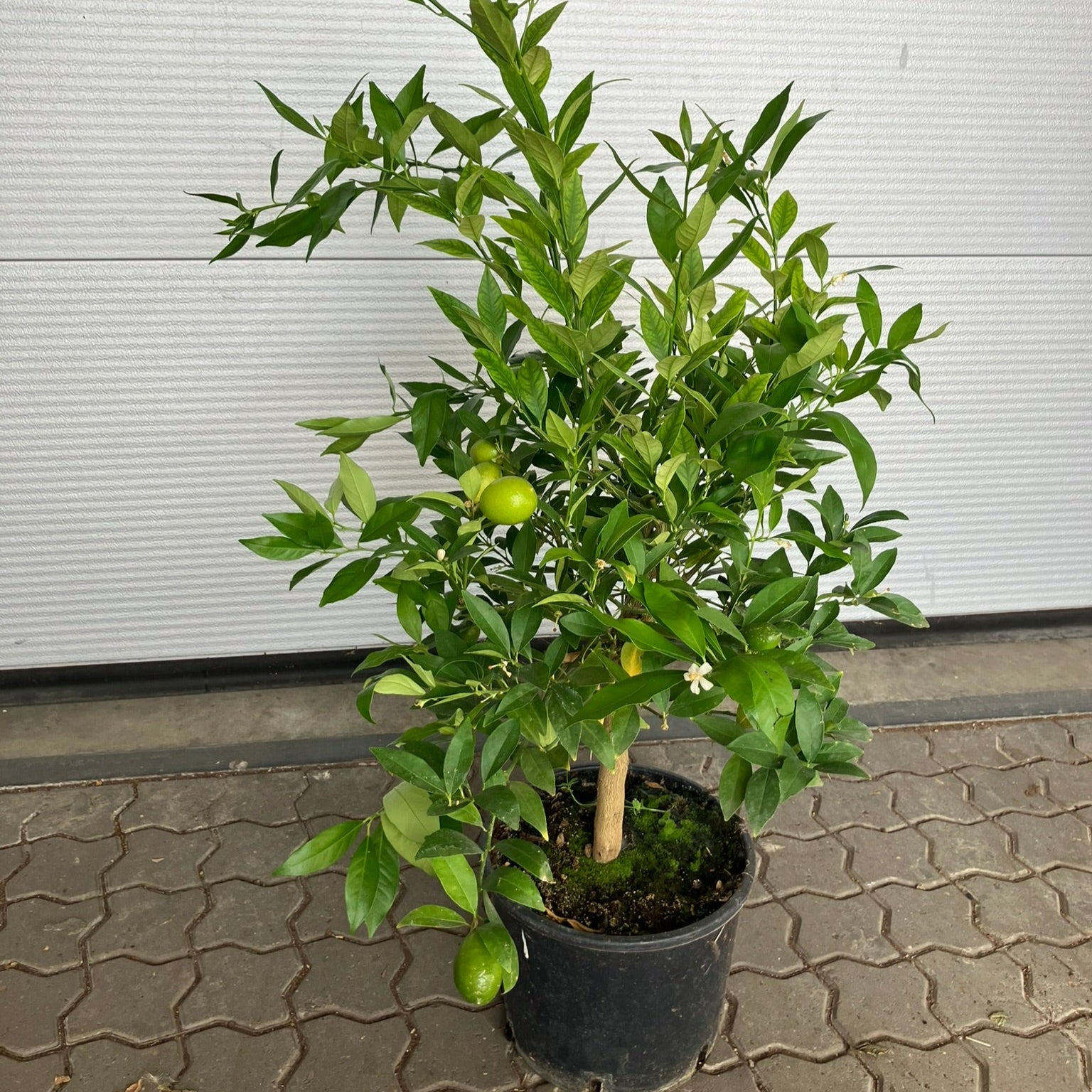 Citrontræ (Citrus Limon) – 110 cm højt med frugter