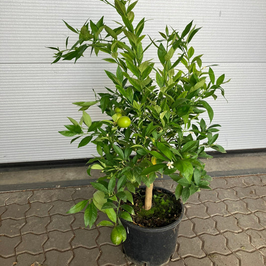 Citrontræ (Citrus Limon) – 110 cm højt med frugter