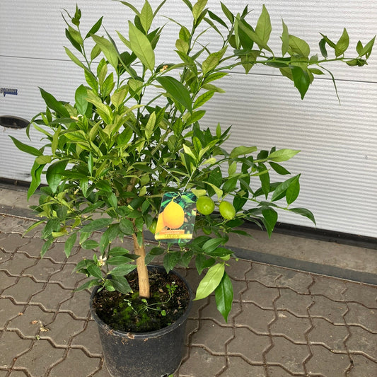 Citrontræ (Citrus Limon) – 110 cm højt med frugter