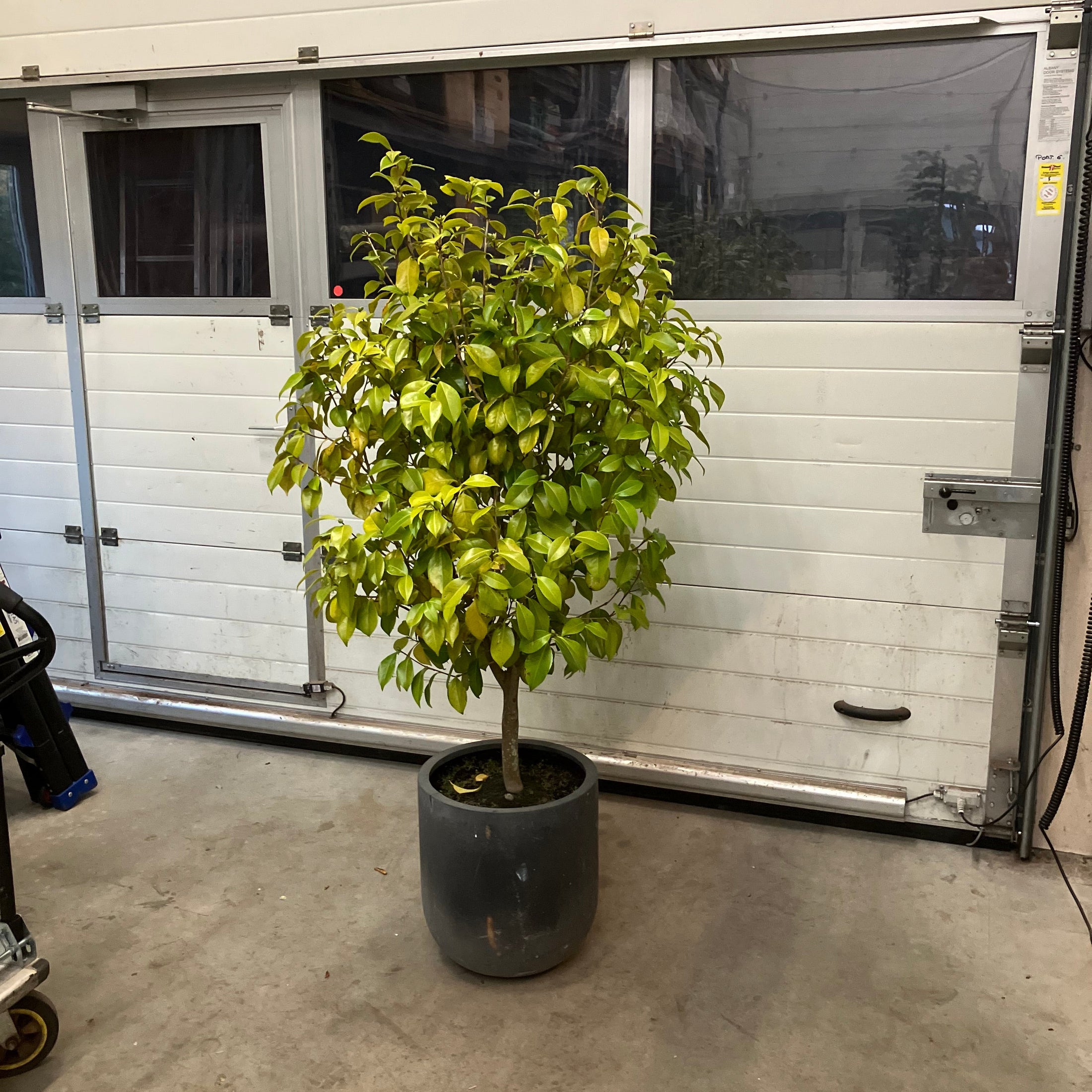 Glansmispel (Photinia fraseri) – 180 cm høj i sort krukke