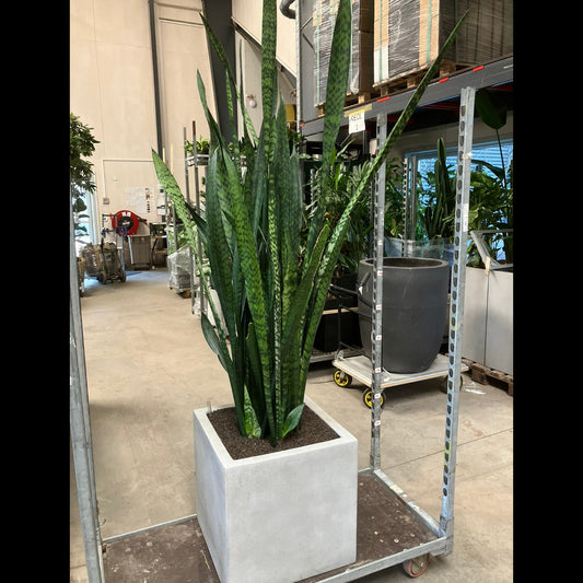 Second Hand Svigermors Skarpe Tunge – Sansevieria 200 cm.