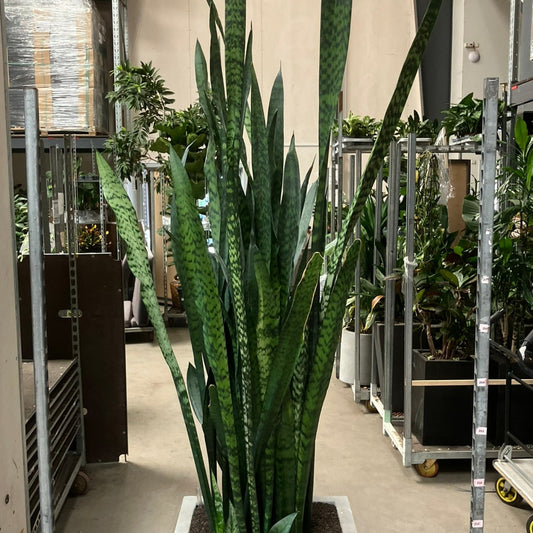 Second Hand Svigermors Skarpe Tunge – Sansevieria 200 cm.