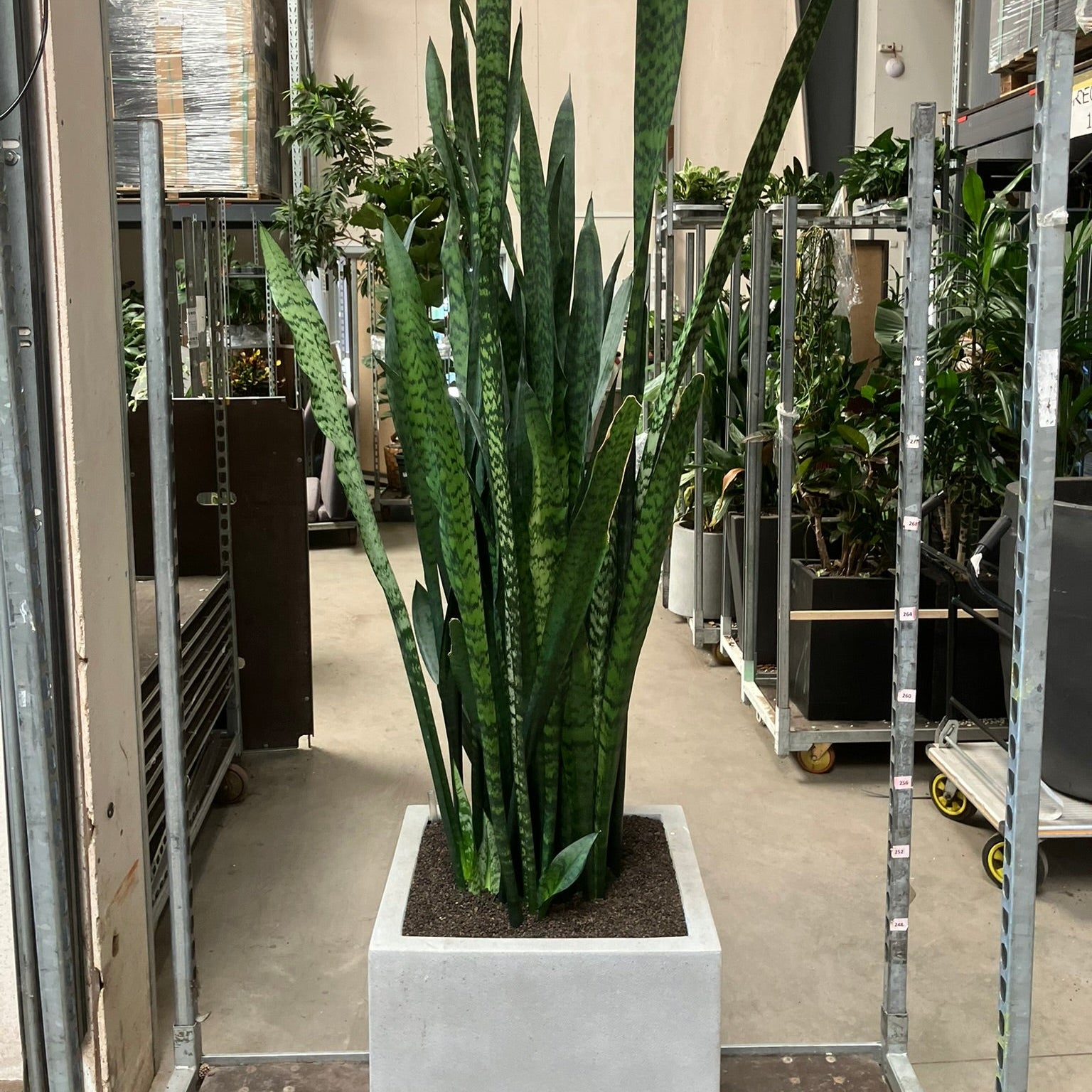 Second Hand Svigermors Skarpe Tunge – Sansevieria 200 cm.