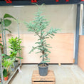 Indlæs billede i gallerivisning, Atlasceder (Cedrus atlantica ‘Glauca’) – 190 cm høj
