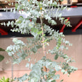 Indlæs billede i gallerivisning, Eukalyptus (Eucalyptus gunnii) – 240 cm høj
