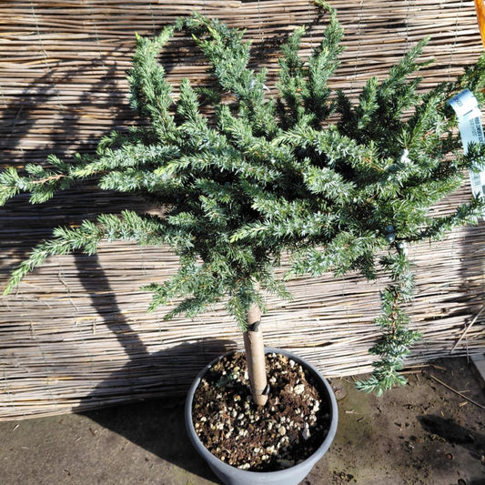 Enebær (Juniperus communis) – 120 cm høj, 50-60 cm bred