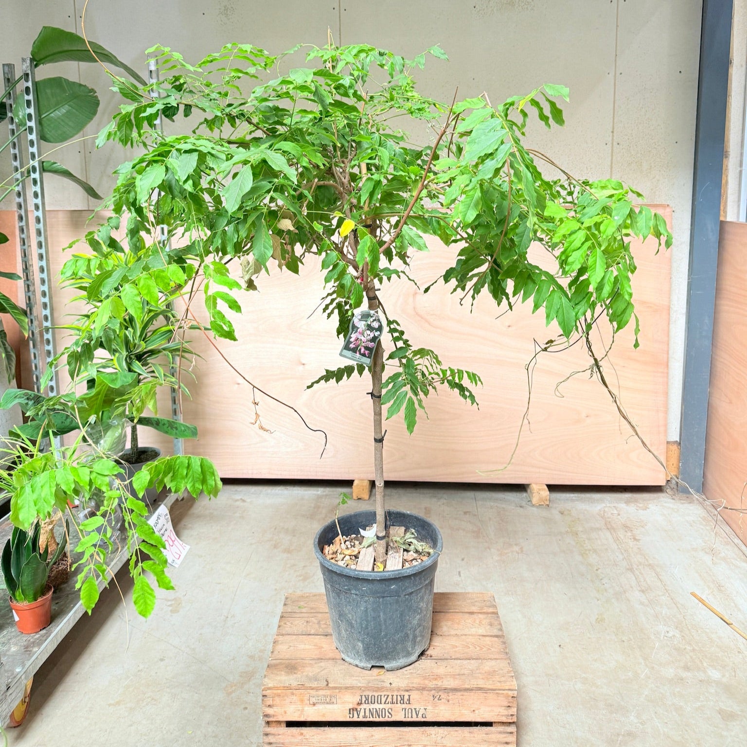 Blåregn (Wisteria) opstammet som paraply – 170–180 cm høj