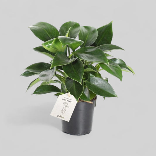 Philodendron 'Green Princess' (Ø12–13 cm potte)