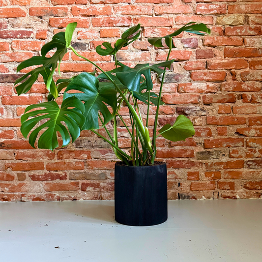 Monstera Deliciosa – Second Hand Plante i Sort Rillet Krukke